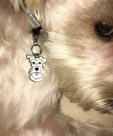 dog ID tag miniature schnauzer white